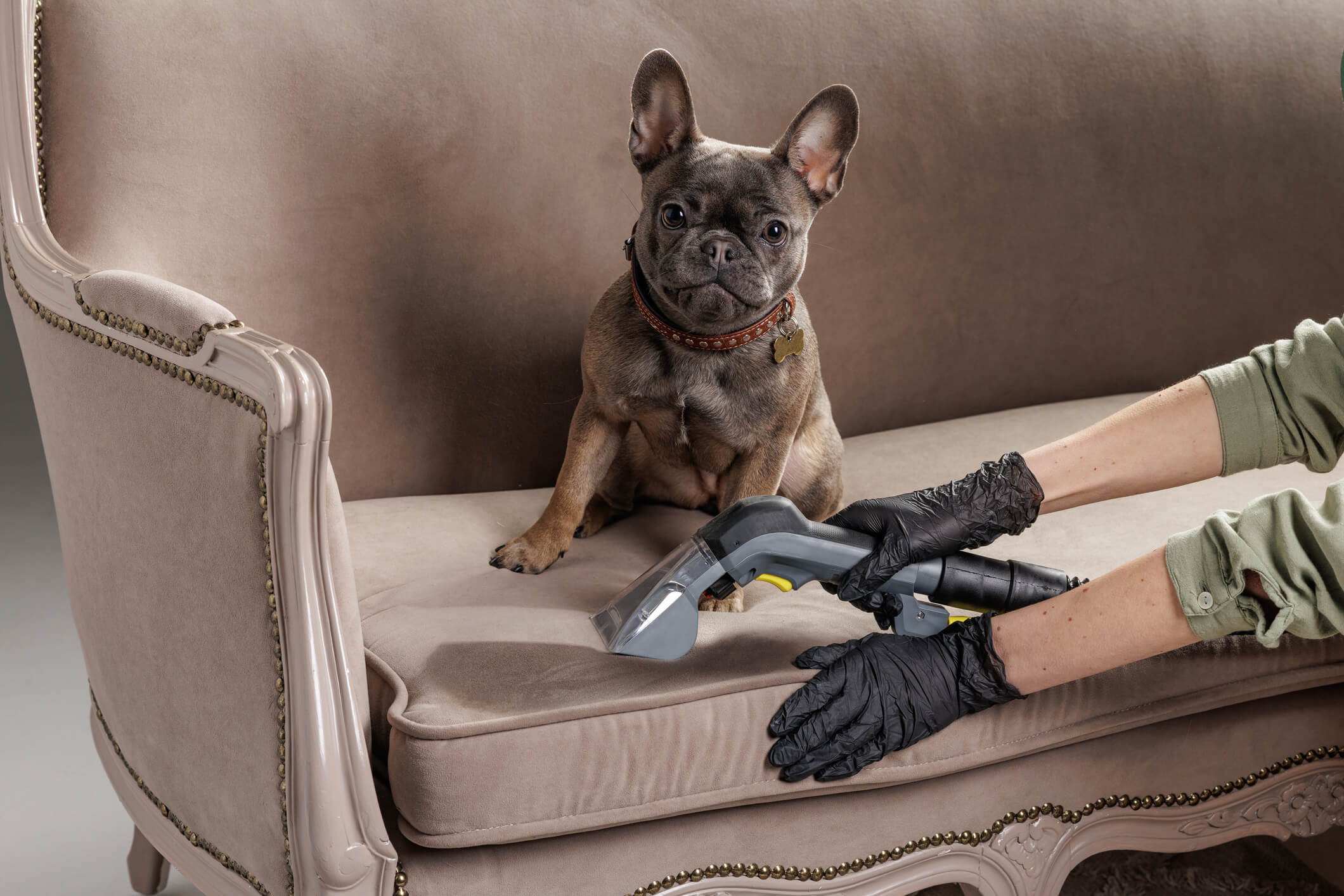 A spotless and clean pet friendly living room sofa fully shielded by Ultra Guard Fabric Protection in San Juan Capistrano California